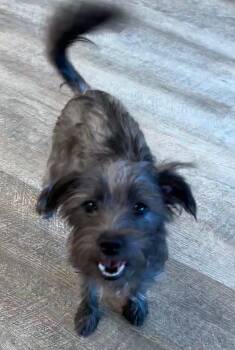 Rescue Terrier Dogs for Adoption in Lake Forest, California - Misty | PetCurious