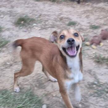 Bean Dip -  Chihuahua Dog for Adoption in Metairie, Louisiana - Bean Dip | PetCurious