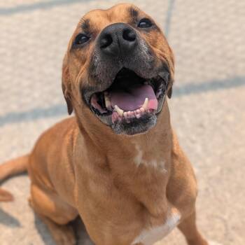 Louis -  Labrador Retriever Dog for Adoption in Watertown, New York - Louis | PetCurious