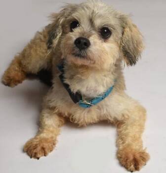 Mia and Coco in TX -  Poodle Dog for Adoption in Cranston, Rhode Island - Mia And Coco In TX | PetCurious