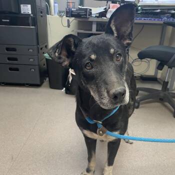 Archibald -  Shepherd Dog for Adoption in Pasadena, California - Archibald | PetCurious