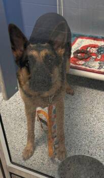 German Shepherd Dog and Mixed Breed Dogs Available for Adoption in Kansas City, Missouri - Ivy | PetCurious