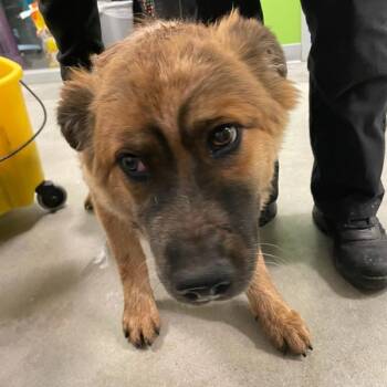 Australian Cattle Dog Blue Heeler Dogs Available for Adoption in Des Moines, Iowa - Neill | PetCurious