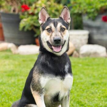 SAMMY -  German Shepherd Dog and Mixed Breed Dog for Adoption in Camarillo, California - SAMMY | PetCurious
