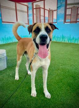 Atlas -  Saint Bernard Dog for Adoption in Phoenix, Arizona - Atlas | PetCurious