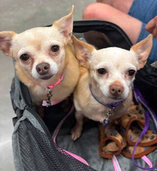 ZOEY & FLO -  Chihuahua Dog for Adoption in Schnecksville, Pennsylvania - ZOEY & FLO | PetCurious