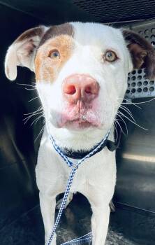 6-7 -  Pit Bull Terrier Dog for Adoption in Victorville, California - 6-7 | PetCurious