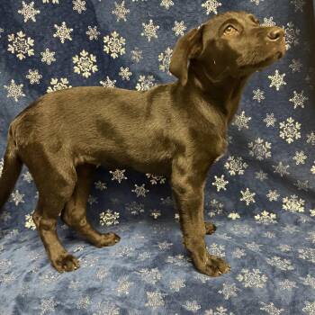Ramona P46599 -  Black Labrador Retriever and Mixed Breed Dog for Adoption in Corsicana, Texas - Ramona P46599 | PetCurious