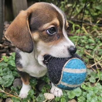 Ginny -  Beagle Dog for Adoption in Minneapolis, Minnesota - Ginny | PetCurious