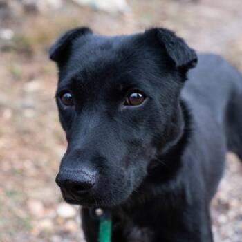 Rescue Black Labrador Retriever and Australian Shepherd Dogs for Adoption in Flagstaff, Arizona - Yuki | PetCurious