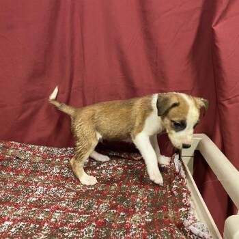 BEDTIME BEAR -  Staffordshire Bull Terrier Dog for Adoption in Modesto, California - BEDTIME BEAR | PetCurious
