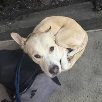 Miller -  Carolina Dog and Pit Bull Terrier Dog for Adoption - Miller | PetCurious
