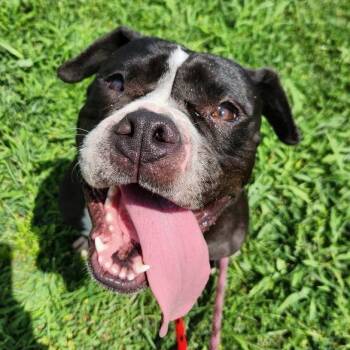 Rescue Terrier Dogs for Adoption in St. Louis, Missouri - Baby Back Ribs | PetCurious