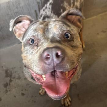 Pit Bull Terrier Dogs Available for Adoption in Los Angeles, California - Flower A2270685 | PetCurious