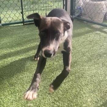 Pen 1078 -  Labrador Retriever and Mixed Breed Dog for Adoption in Loxahatchee Groves, Florida - Pen 1078 | PetCurious