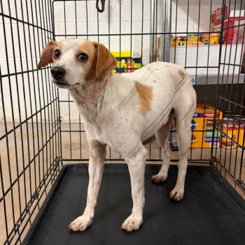 Lex -  Chihuahua Dog for Adoption in Edinburg, Texas - Lex | PetCurious