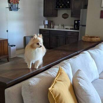 Pomeranian Dogs Available for Adoption - Ginny | PetCurious