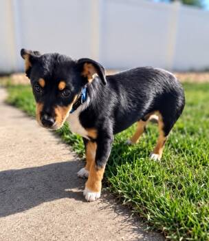 Rufus -  Corgi Dog for Adoption in Colorado Springs, Colorado - Rufus | PetCurious