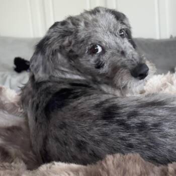 Cash -  Poodle Dog for Adoption in La Grange, Kentucky - Cash | PetCurious