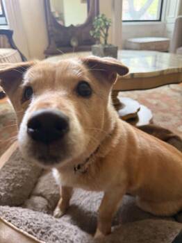 Corgi and Jindo Dogs Available for Adoption in New York, New York - Numi | PetCurious