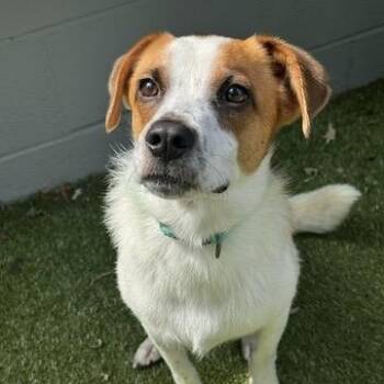 Swiss -  Jack Russell Terrier Dog for Adoption in New Bedford, Massachusetts - Swiss | PetCurious