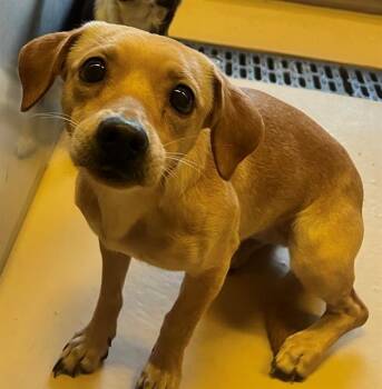 Chihuahua and Mixed Breed Dogs Available for Adoption - STORMY | PetCurious