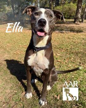 Pit Bull Terrier and Mixed Breed Dogs Available for Adoption in Magnolia, Texas - Ella | PetCurious