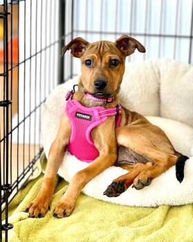 Shapeshifter -  Wirehaired Terrier Dog for Adoption in New York, New York - Shapeshifter | PetCurious