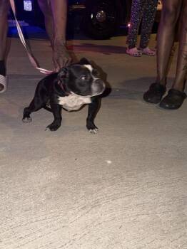 GALAXIE -  Mixed Breed Dog for Adoption in Dallas, Texas - GALAXIE | PetCurious