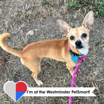 Chalupa -  Chihuahua Dog for Adoption in Fort Collins, Colorado - Chalupa | PetCurious