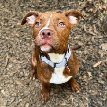 Mixed Breed Dogs Available for Adoption in Fredericksburg, Virginia - WIllibold Jones | PetCurious
