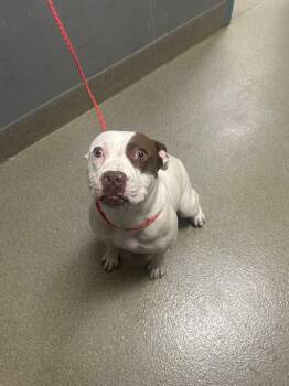 Pit Bull Terrier Dogs Available for Adoption in Las Vegas, Nevada - SEVIKA | PetCurious