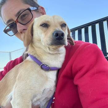 Chihuahua and Labrador Retriever Dogs Available for Adoption in Truth Or Consequences, New Mexico - SJ | PetCurious
