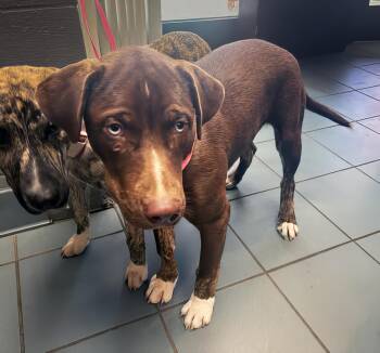 Rescue Mixed Breed Dogs for Adoption in Nashville, Tennessee - Bolin | PetCurious