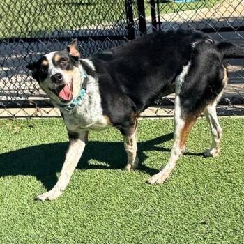 Dakota -  Mixed Breed Dog for Adoption in Winston-salem, North Carolina - Dakota | PetCurious
