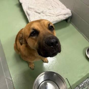 Shiloh -  Mixed Breed Dog for Adoption in Bellaire, Michigan - Shiloh | PetCurious