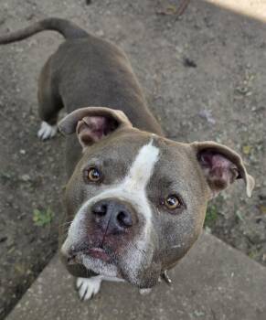 Rizzo -  Pit Bull Terrier Dog for Adoption in Momence, Illinois - Rizzo | PetCurious