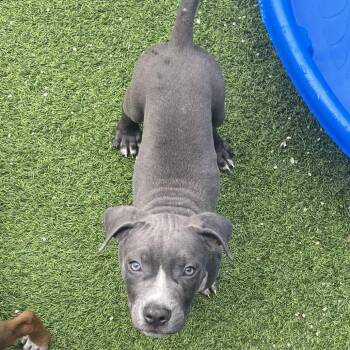 Dustin 3106 -  Mixed Breed Dog for Adoption in Loxahatchee Groves, Florida - Dustin 3106 | PetCurious