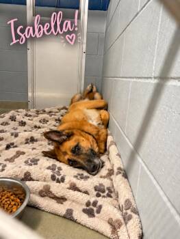 Isabella -  German Shepherd Dog Dog for Adoption in Cranston, Rhode Island - Isabella | PetCurious