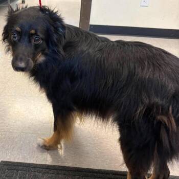 Spike 26-06-169 -  Australian Shepherd Dog for Adoption in Bastrop, Texas - Spike 26-06-169 | PetCurious
