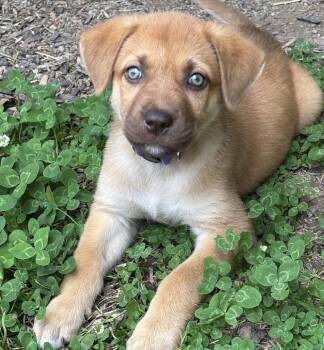 Cedar -  Labrador Retriever and Rhodesian Ridgeback Dog for Adoption - Cedar | PetCurious