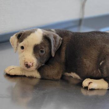 108867 -  Mixed Breed Dog for Adoption in Las Cruces, New Mexico - 108867 | PetCurious