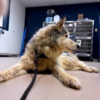 Birdie -  Husky Dog for Adoption in Newark, New Jersey - Birdie | PetCurious