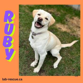 Rescue Yellow Labrador Retriever Dogs for Adoption in Oakville, Ontario - Ruby | PetCurious
