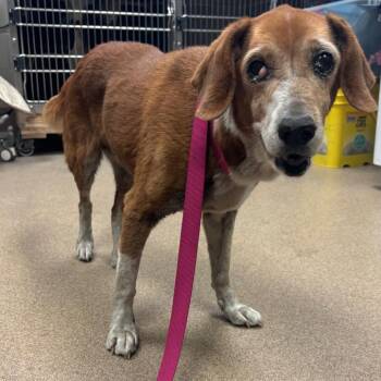 Sandy -  Hound Dog Available for Adoption in Hinesville, Georgia - Sandy | PetCurious