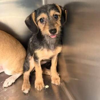 Ruby 26-09-115 -  Terrier and Mixed Breed Dog for Adoption in Bastrop, Texas - Ruby 26-09-115 | PetCurious