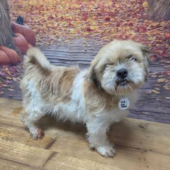 Jill -  Shih Tzu Dog for Adoption in Normal, Illinois - Jill | PetCurious