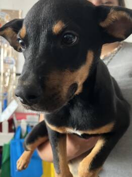 Monty -  Miniature Pinscher Dog for Adoption in Shorewood, Illinois - Monty | PetCurious