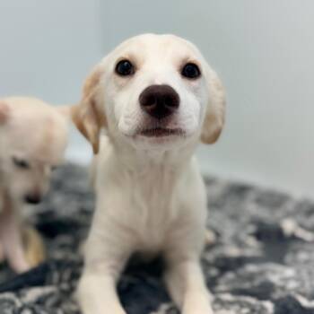 Brittany Spears -  Yellow Labrador Retriever Dog for Adoption in Chico, California - Brittany Spears | PetCurious