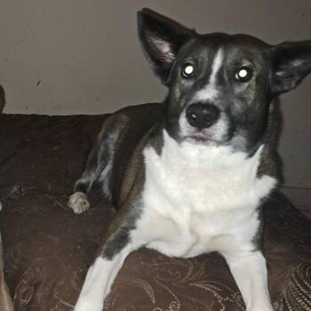Marco/ Bridgewood -  Husky Dog for Adoption in Lagrange, Georgia - Marco/ Bridgewood | PetCurious